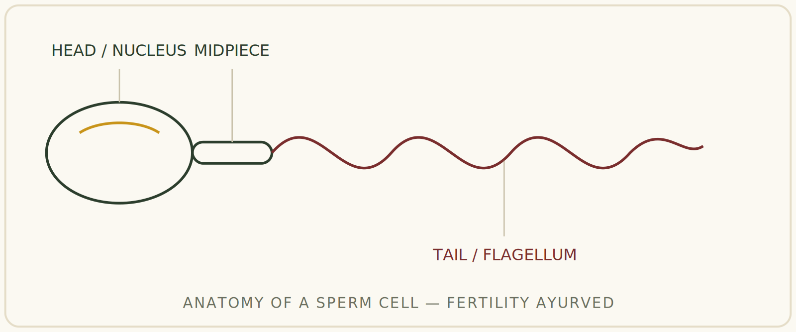 sperm-cell-anatomy